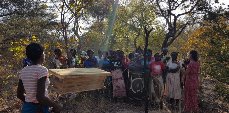 Création d’un rucher école pour la formation à l’apiculture des femmes des communautés de Musungwa